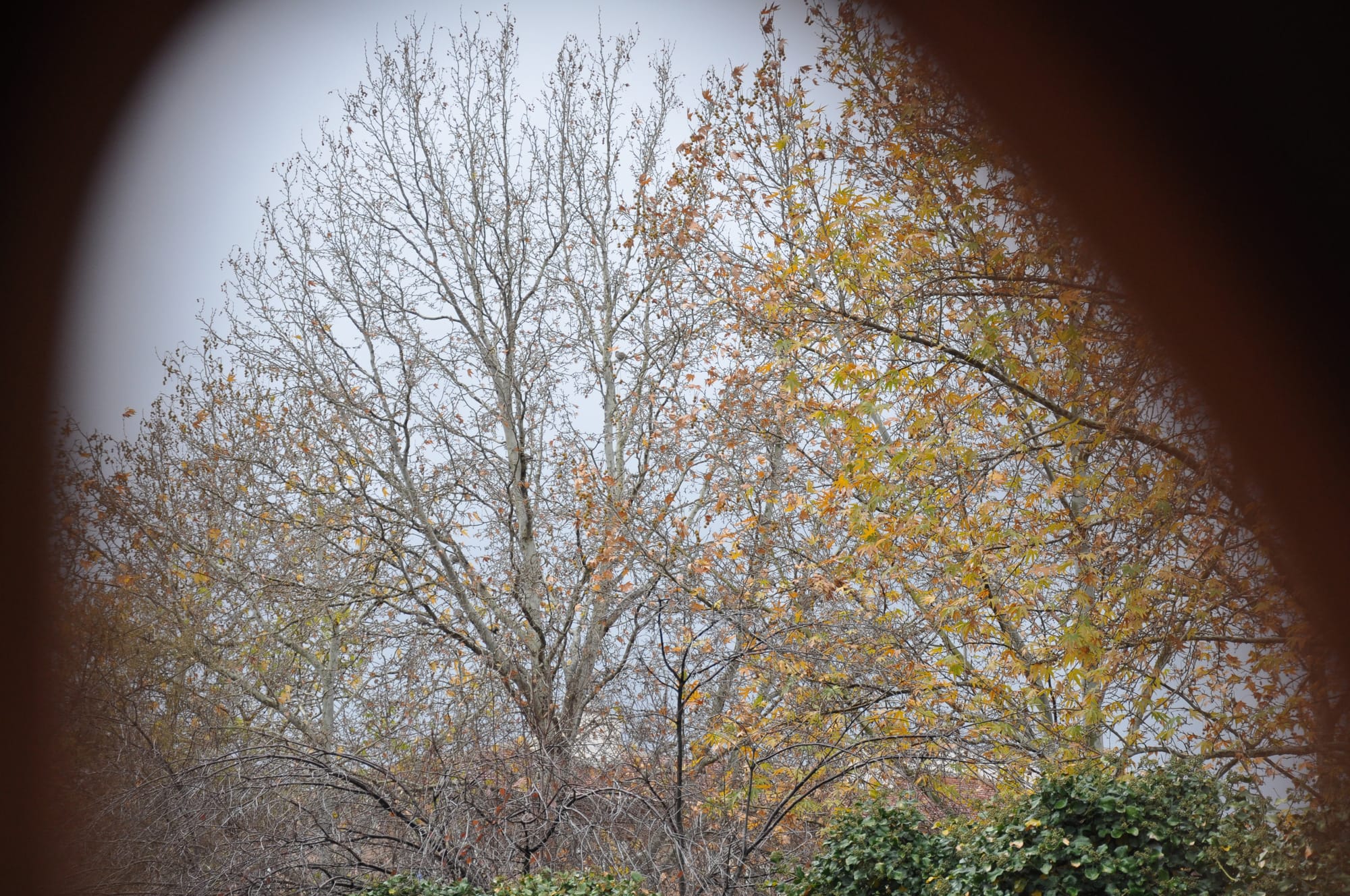 gledajuci bosna i hercegovina iz daleka