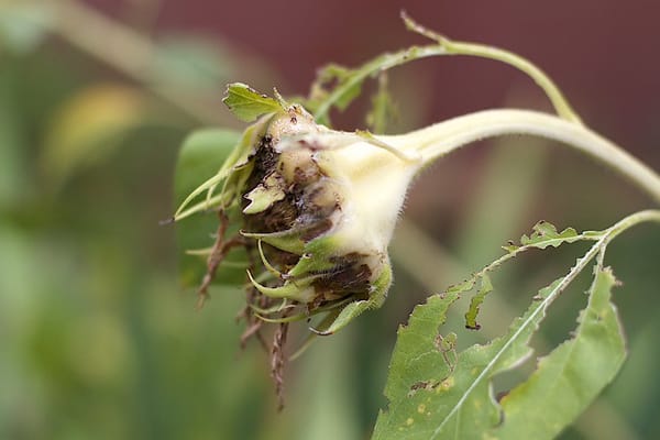 Contesti: Fa’ coi muscoli ogni cosa